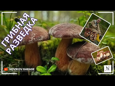 Видео: Грибная разведка 13 сентября 2025. Приозерский район.
