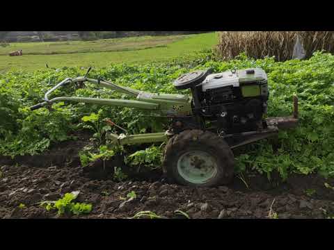 Видео: Заделываем сидераты при помощи мотоблока с плугом.