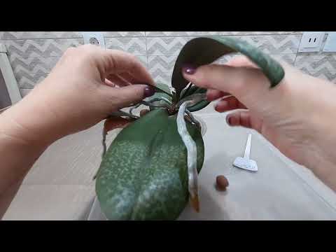 Видео: Распаковка посылки. Как отделить детку, растущую из точки роста. Орхидея Парфюмер. фабрика Scention.