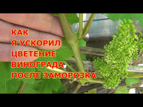 Видео: КАК Я УСКОРИЛ ЦВЕТЕНИЕ ВИНОГРАДА, БИТОГО ЗАМОРОЗКОМ