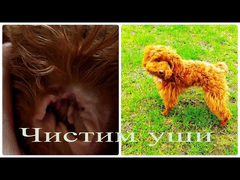 Видео: ВЛОГ: КАК ПОЧИСТИТЬ УШИ СОБАКЕ В  ДОМАШНИХ УСЛОВИЯХ🐶 УХОД ЗА УШАМИ ПУДЕЛЯ