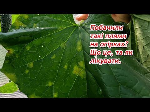 Видео: Пероноспороз на огірках- хвороба за два дні охопила наші рослини !