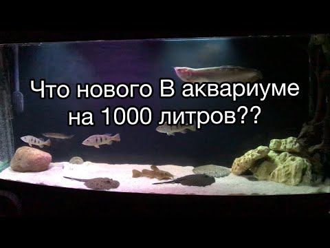 Видео: Аквариум 1000 литров, что нового?