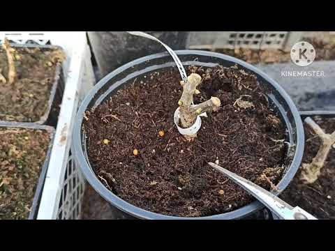 Видео: Учусь обрезать метельчатые гортензии второго года жизни.