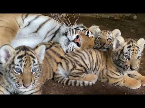 Видео: Неземная ТИГРИНАЯ МИЛОТА!