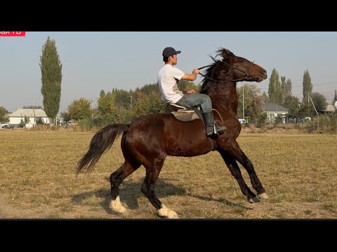 Видео: АТ АТ ЭКЕНГО ЖАКШЫ КЕМИТИП БЕРЕМ💪🏻#байтв 