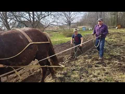 Видео: Пашем огород на коне Бароне