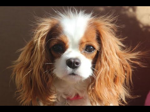 Видео: 🔝 ХуДоЖнИкИ | Живопись маслом | Рисуем вместе | Наталья Терехова