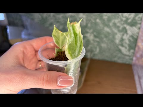 Видео: Распаковка Декабриста Madame Butterfly variegated • декабрист Мадам Баттерфляй