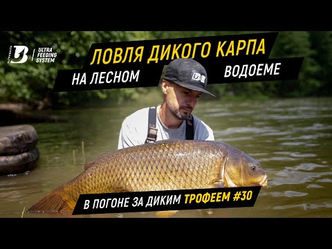 Видео: Ловля дикого карпа на лесном водоеме. В погоне за диким трофеем #30.