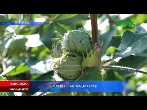 Видео: 06.09.2024 ж. 2,5 ГЕКТАР МАҚТА ЕГІЛДІ