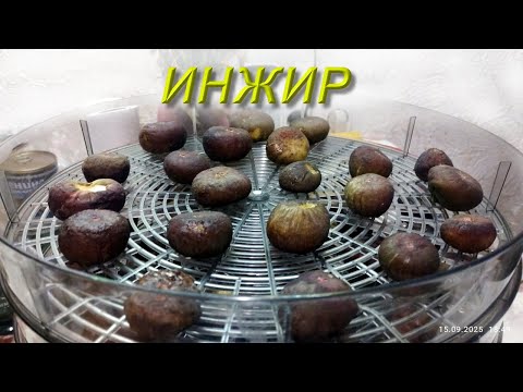 Видео: Как сушить инжир в сушилке
