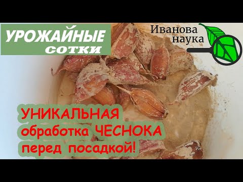 Видео: Как подготовить зубки чеснока к посадке с использованием гипса для большого урожая.