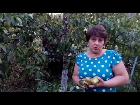 Видео: Обалденная груша "Лесная красавица"