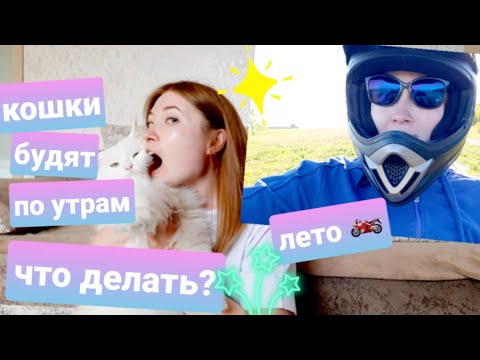 Видео: Кошки будят по утрам, не дают спать, что делать? Летние радости и развлечения