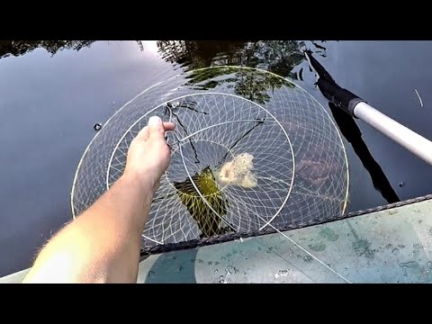 Видео: ПРОСТОЙ СПОСОБ наловить РАКОВ на РАКОЛОВКИ. Простые и УЛОВИСТЫЕ раколовки летом в ЗАЛИВЕ.