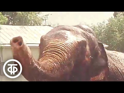 Видео: Сюжет о жизни обитателей Московского зоопарка. Новости. Эфир 12 июля 1980