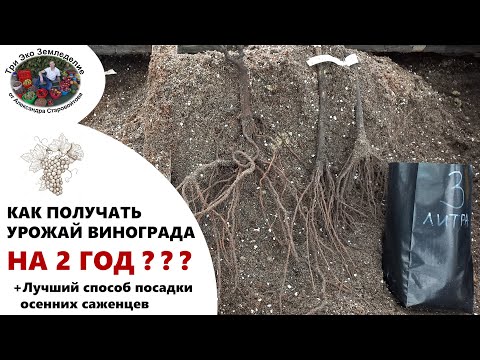 Видео: Как получить урожай винограда на 2 год. Лучший способ посадки осенних саженцев #ТриЭкоВиноградник