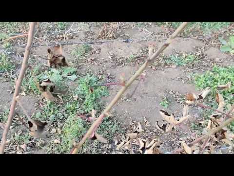 Видео: Ежевика Кэддо. Совет как делать НЕ нужно!