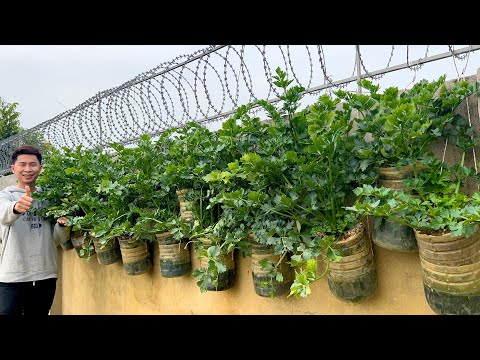 Видео: Секрет выращивания сельдерея без огорода и полива – это под силу каждому!