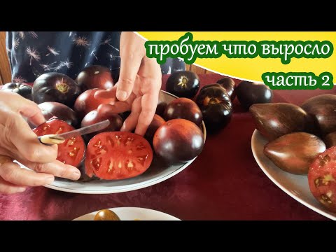 Видео: Дегустация сортовых томатов ч.2/ Моё мнение о вкусе выросших у меня сортовых томатов