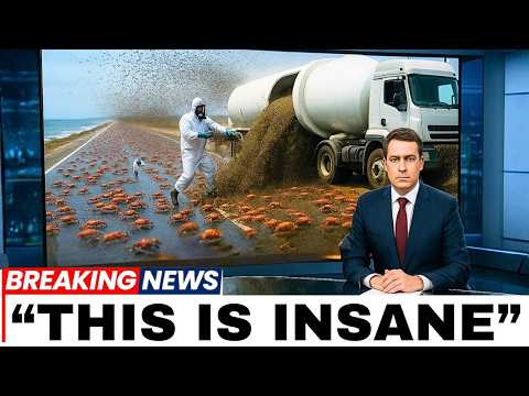 Видео: Они выпустили миллионы ос на остров Крабов, и то, что произошло дальше, вышло из-под контроля