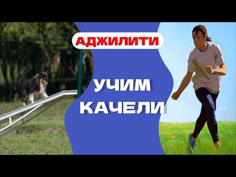 Видео: Аджилити! ПРОСТО И БЫСТРО УЧИМ КАЧЕЛИ