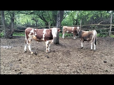 Видео: Сколько получается сливок с 30л молоко# От джерсейских коров