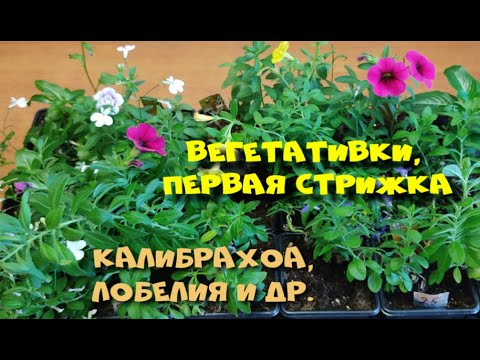 Видео: ВЕГЕТАТИВКИ   ПЕРВАЯ СТРИЖКА