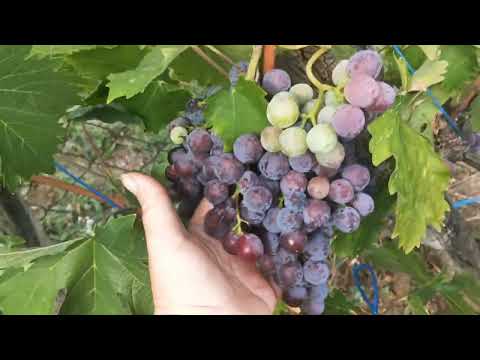 Видео: Виноград , моё личное достижение