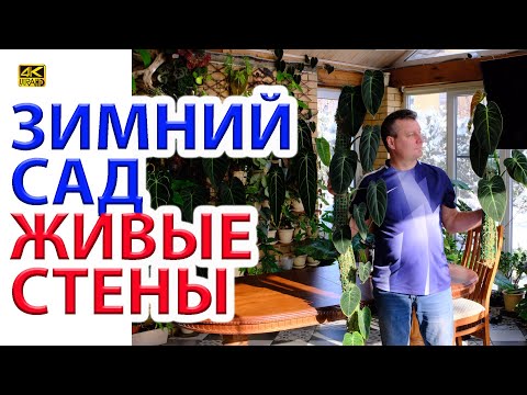 Видео: Зимний сад. Живые стены нашей оранжереи спустя 2 года.