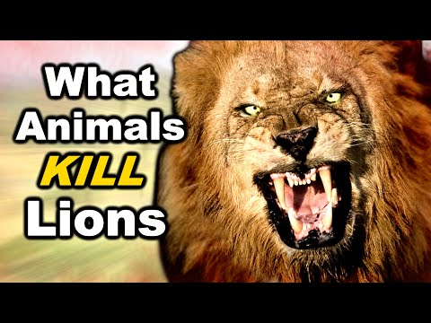 Видео: 7 животных, которые могут победить льва в бою