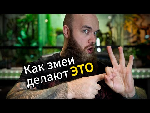 Видео: Разведение сетчатых питонов. Ч.1