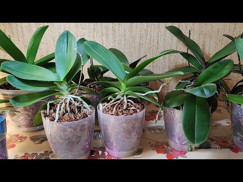 Видео: Адаптация фаленопсисов после пересадок #orchid #сортовыеорхидеи #garden #фаленопсис