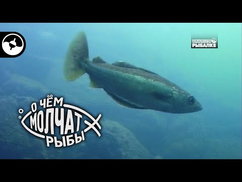Видео: Люр, поллак, серебристая сайда | О чем молчат рыбы