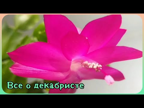 Видео: Декабристы🌿Рипсалидопсис🌷Хатиора🍀Уход, пересадка, размножение, освещение, грунт, укоренение, цветы