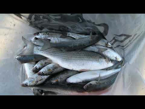 Видео: 28.11.2k20. Адлер. Сочи. Рыбалка и отдых в Имеретинском порту .. 4К..