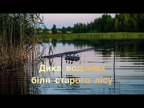 Видео: Дика водойма біля старого лісу