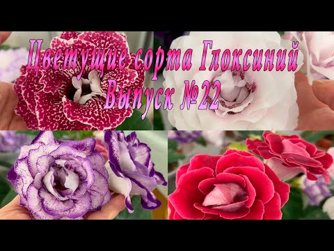 Видео: Цветущие сорта Глоксиний ( Выпуск №23)