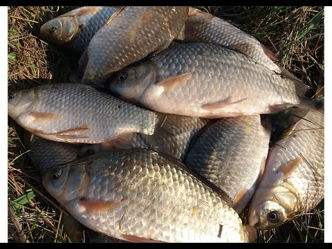 Видео: КАРАСЬ ,на реке ДНЕСТР///ловля карася на фидер///18 МАРТА!!!