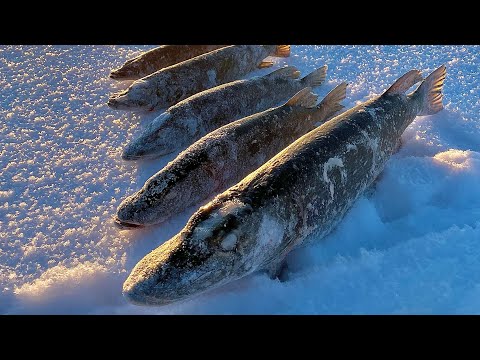 Видео: ЖЕРЛИЦЫ стреляют одна за одной. Рыбалка в -20