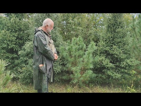 Видео: Кедр сибирский и кедр корейский.  Одна неожиданная причина кедрового разнообразия