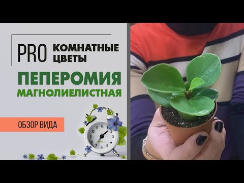 Видео: Комнатное растение без хлопот - Пеперомия магнолиелистная. Обзор сорта.