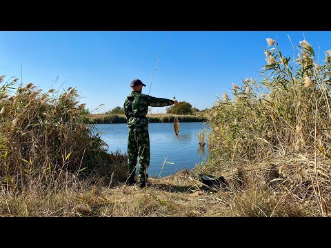 Видео: КЛЮЁТ САЗАН И КАРАСЬ! РЫБАЛКА В ОКТЯБРЕ!