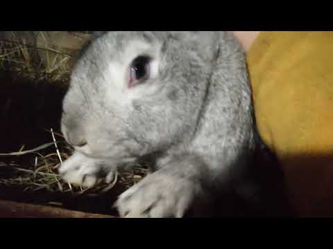 Видео: Наши племенные кролики)