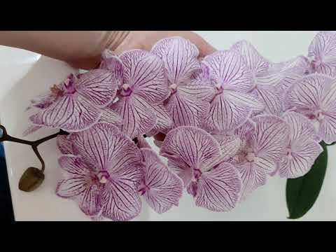 Видео: Раскрою небольшой секрет для пышного и долгого цветения орхидей.
