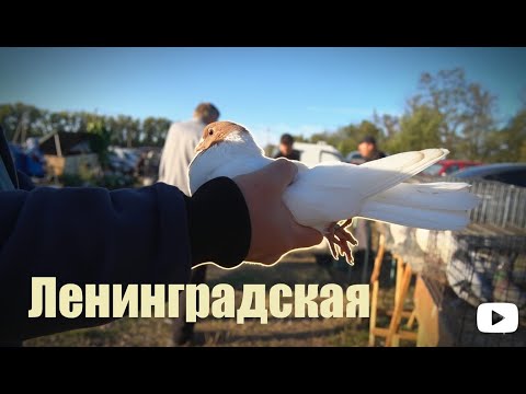 Видео: Птичий рынок. Ленинградская. [14.09.2025]