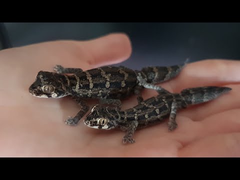 Видео: Гусениц некуда девать, все зажрались! Кормление зверюшек