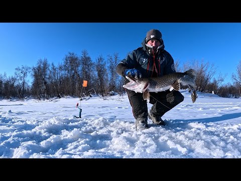 Видео: Попал на жор крокодилов. Не успеваю устанавливать жерлицы!!!🤪😱