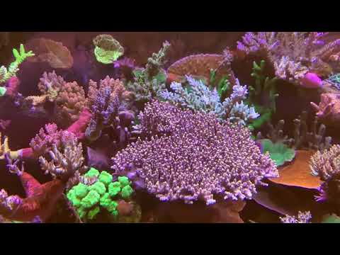 Видео: La Lissabon corals. Интернет магазин REEF EXCLUSIVE